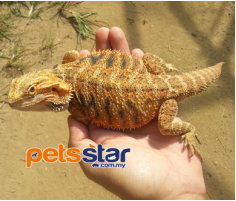 Bearded Dragon